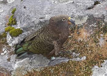 Probably a Female Adult kea