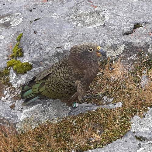 Probably a Female Adult kea
