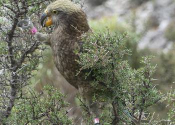 Probably a Male null kea