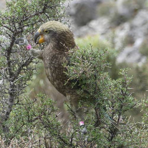 Probably a Male null kea