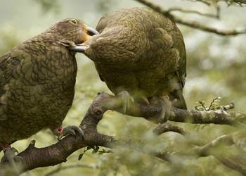 Probably a Male Adult kea