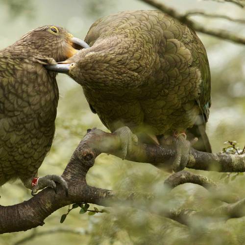 Probably a Male Adult kea