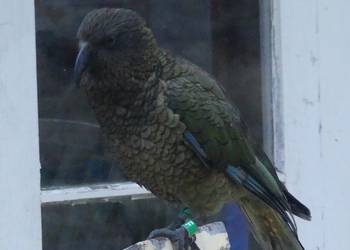 Probably a Male Adult kea