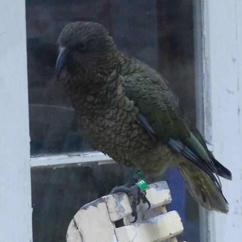 Probably a Male Adult kea