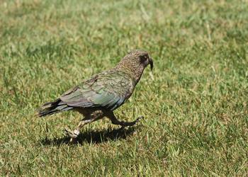 Probably a Male Adult kea