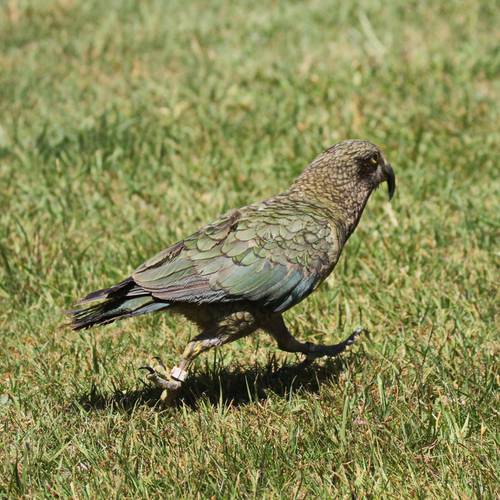 Probably a Male Adult kea