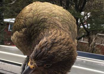 Probably a Male null kea