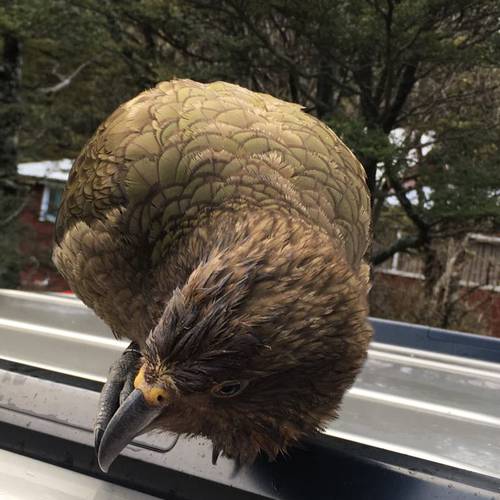Probably a Male null kea