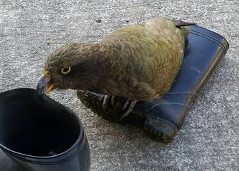 Probably a Male Fledgling kea