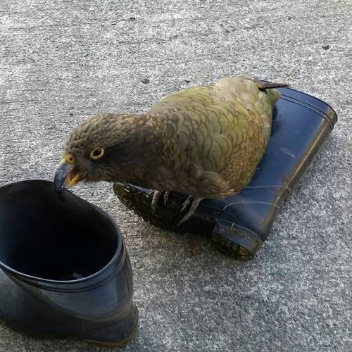 Probably a Male Fledgling kea