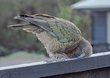 Probably a Female Adult kea