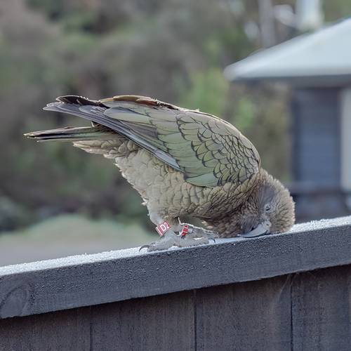 Probably a Female Adult kea