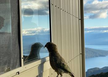 Probably a Male Adult kea