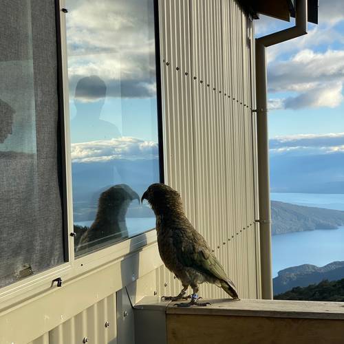 Probably a Male Adult kea