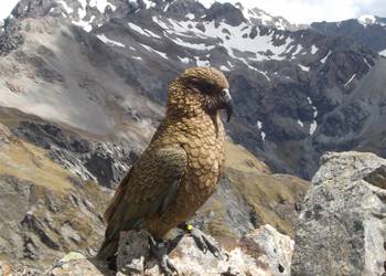 Probably a Male Adult kea