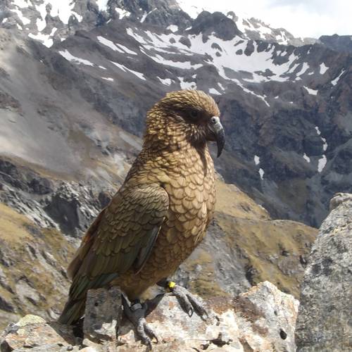 Probably a Male Adult kea