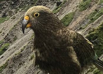 Probably a Female Adult kea