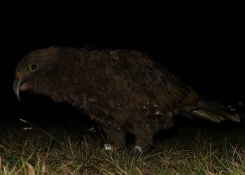 Probably a Male Sub-Adult kea
