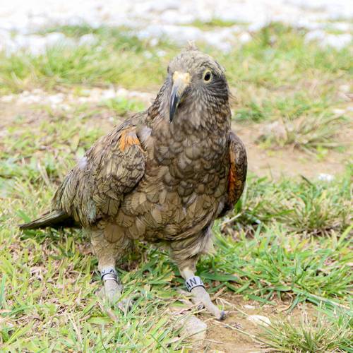 Probably a Female Adult kea