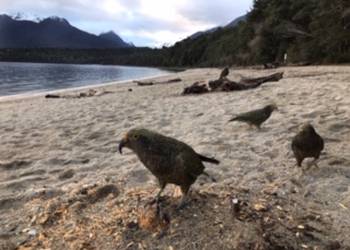 Probably a Female Adult kea