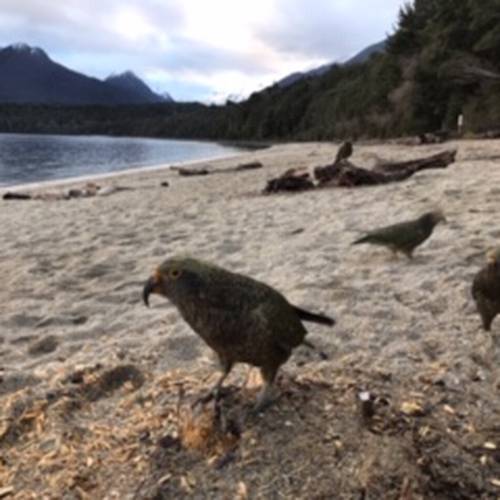 Probably a Female Adult kea