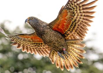 Probably a Female null kea