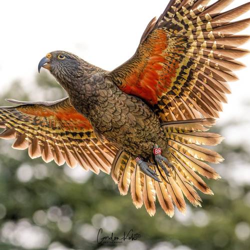 Probably a Female null kea
