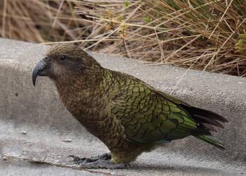 Probably a Male Adult kea