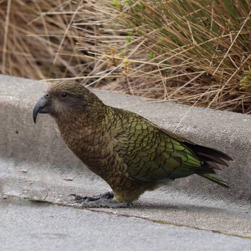 Probably a Male Adult kea