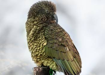 Probably a Male Adult kea