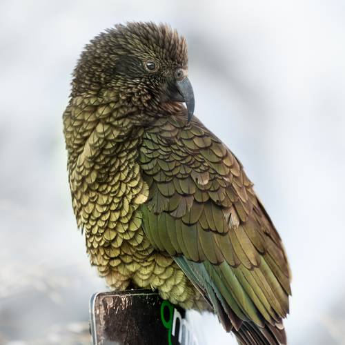 Probably a Male Adult kea
