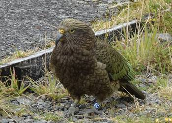 Probably a Female Fledgling kea