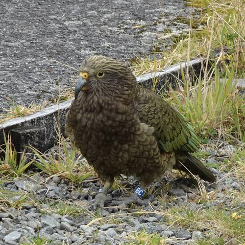 Probably a Female Fledgling kea