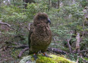 Probably a Male Adult kea