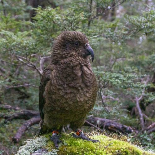 Probably a Male Adult kea