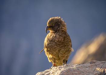 Probably a Male Sub-Adult kea