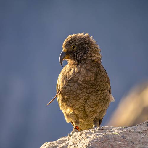 Probably a Male Sub-Adult kea