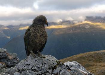 Probably a Male Adult kea