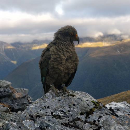 Probably a Male Adult kea