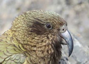 Probably a Male Adult kea