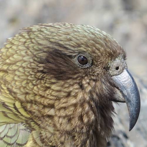 Probably a Male Adult kea