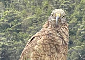 Probably a Female Adult kea
