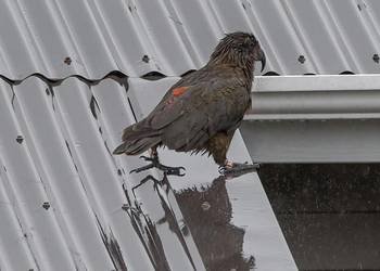 Probably a Male Adult kea
