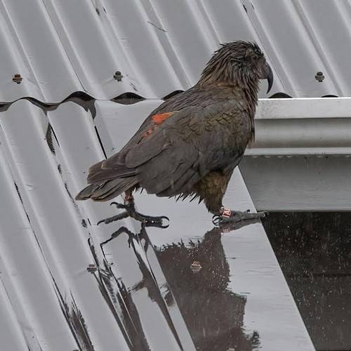 Probably a Male Adult kea