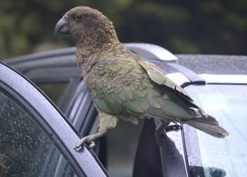 Probably a Female null kea