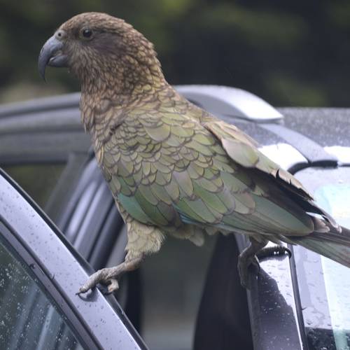 Probably a Female null kea