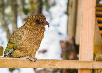 Probably a Male Adult kea