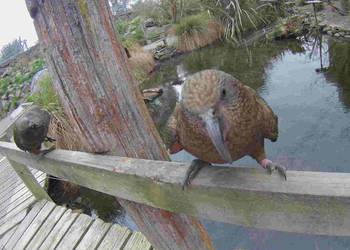 Probably a Male Adult kea