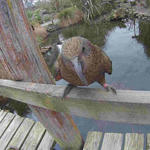 Probably a Male Adult kea