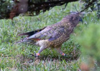 Probably a Female Adult kea